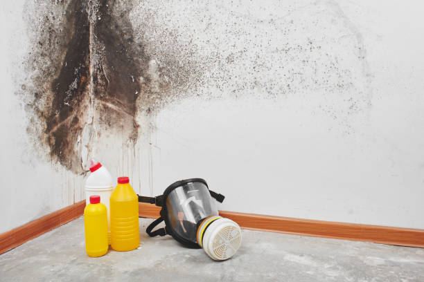 Best White Mold Remediation in Robert Lee, TX