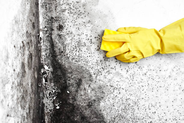 Best Emergency Mold Remediation in Robert Lee, TX