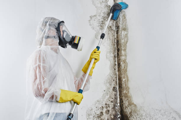 Best Localized Mold Remediation (e.g., coastal areas, humid climates) in Robert Lee, TX