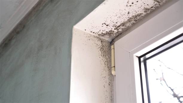 Best Basement Mold Remediation in Robert Lee, TX