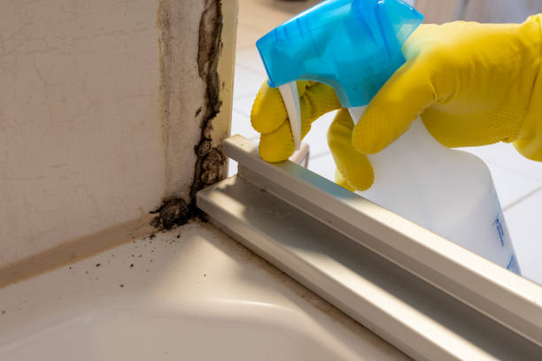 Best Post-Flood Mold Remediation in Robert Lee, TX