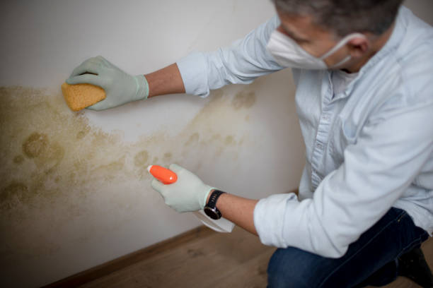 Professional Mold Remediation in Robert Lee, TX