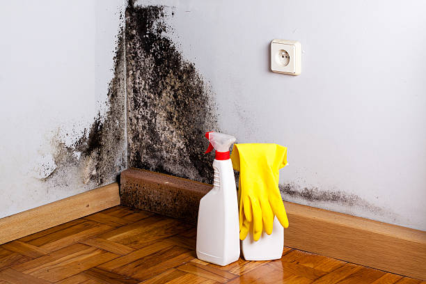 Best Residential Mold Remediation in Robert Lee, TX