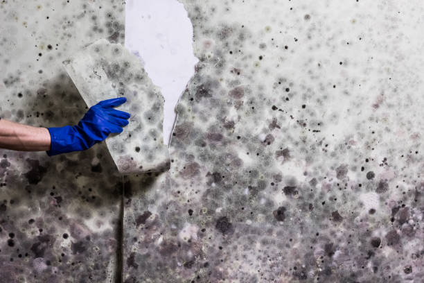 Best Bathroom Mold Remediation in Robert Lee, TX