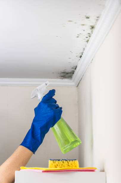 Best Mold Testing and Inspection Services in Robert Lee, TX